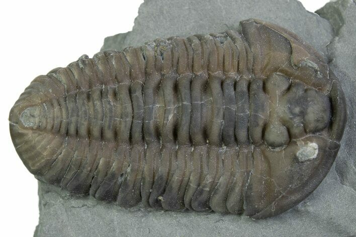 Prone Flexicalymene Trilobite - Mt Orab, Ohio #375202